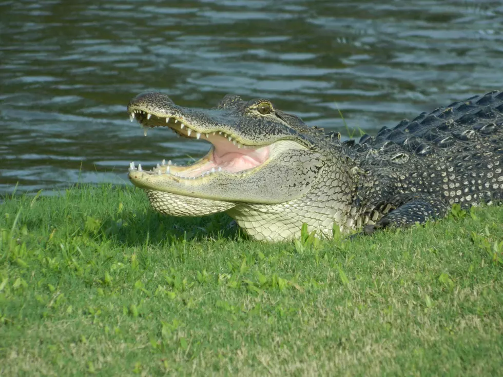 Wisconsin Police Department Warns Of Rogue Alligator In Pond