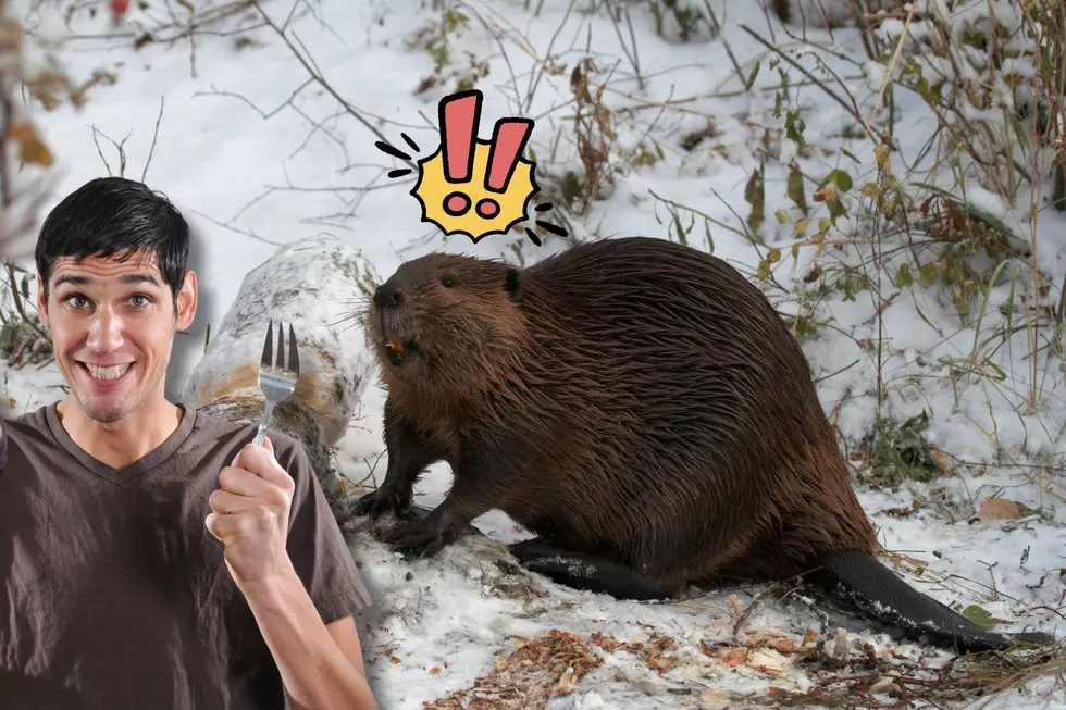 Eating Beaver in Minnesota Was Legal—Now It’s a Crime