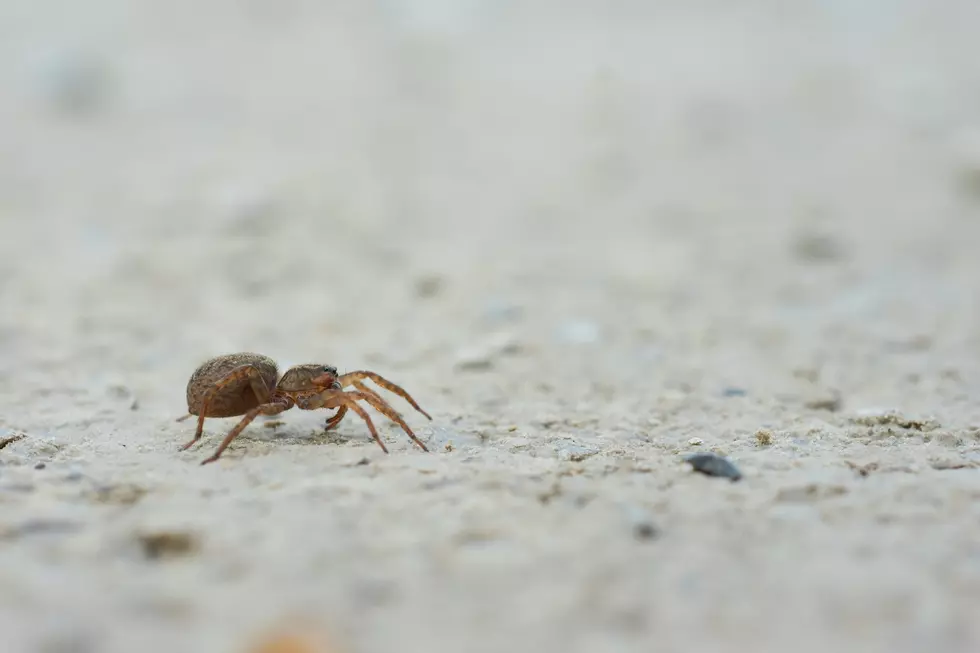 Spiders Invade Homes Across Central Minnesota