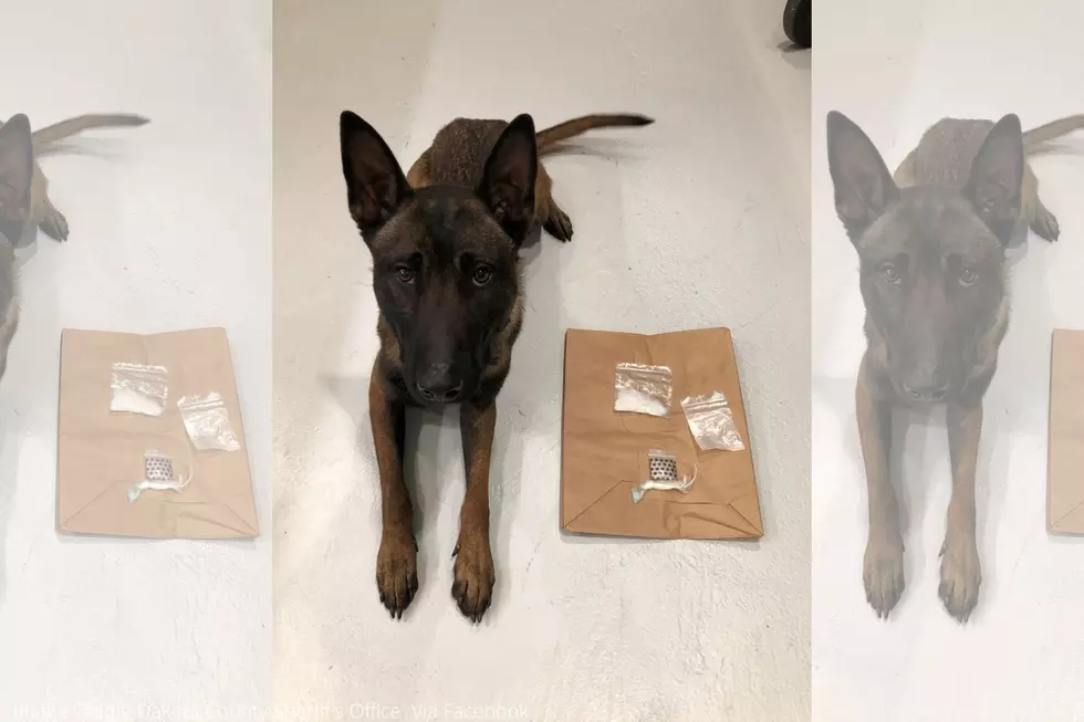 New Dakota County K9 Officer Had A Very Good First Hour On The Job