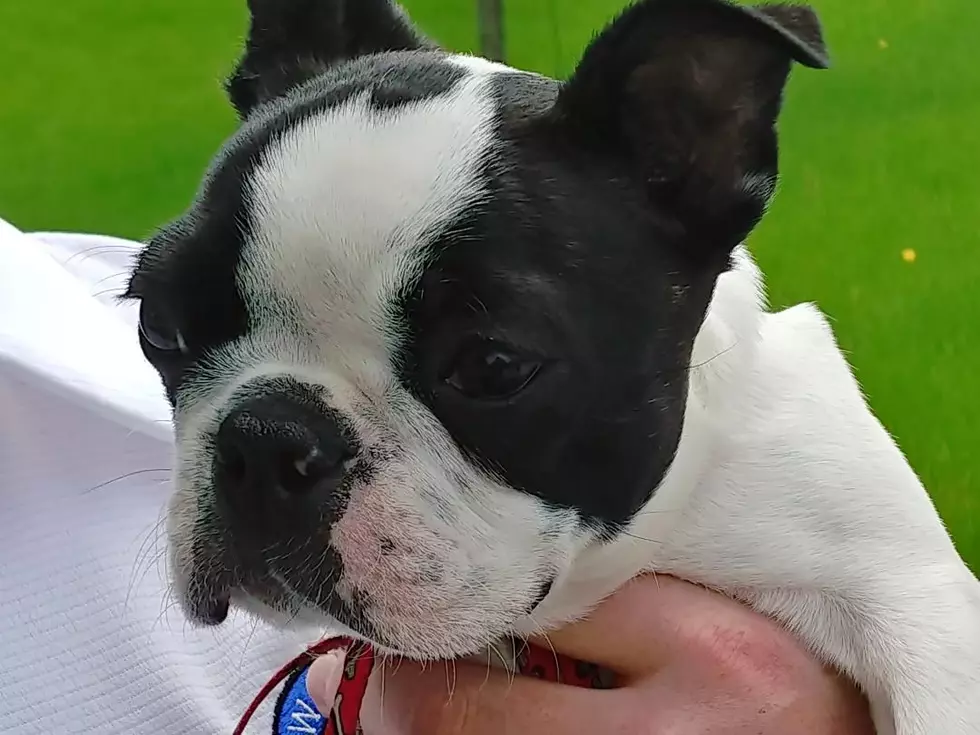 3 Amazing Ways Minnesotans Celebrate Valentine’s Day with their Pet