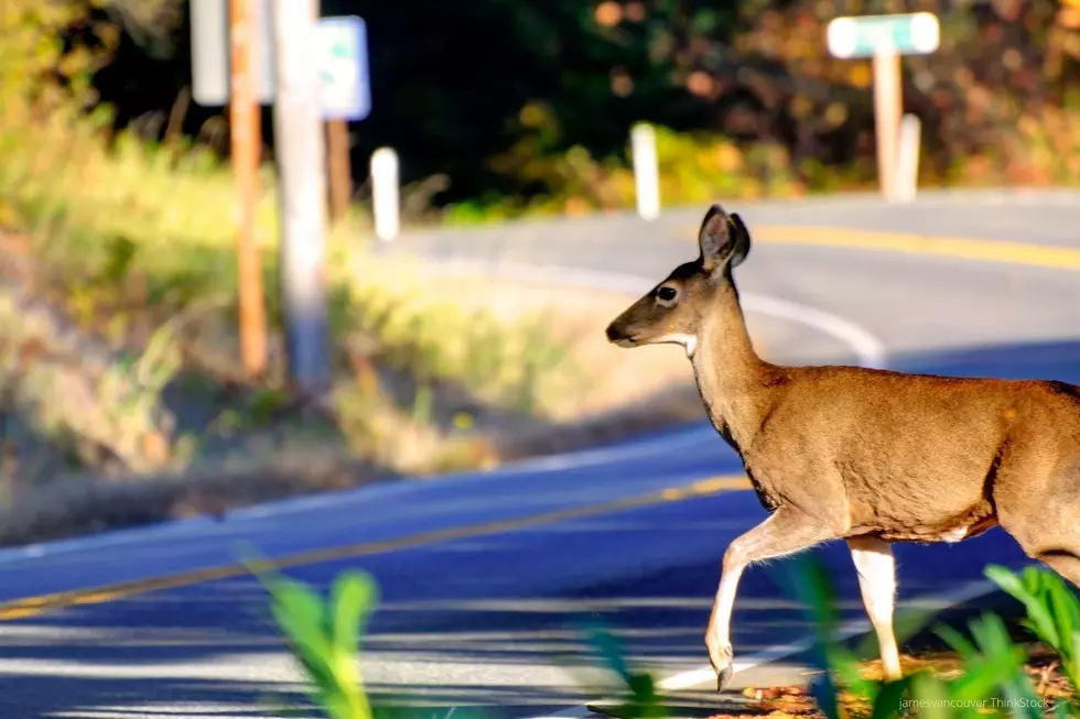 Open Letter to the Deer in Minnesota that Hit my Car