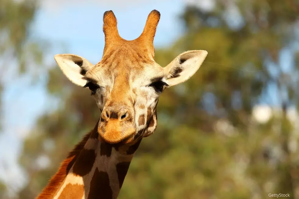 Don’t Want to Wear a Mask? This Minnesota Zoo Says Don’t Visit Right Now