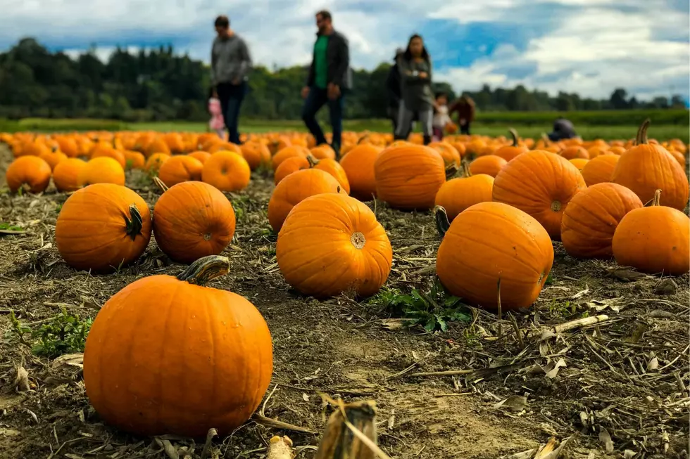 Top 10+ Spots Near Rochester, MN For Amazing Pumpkins!