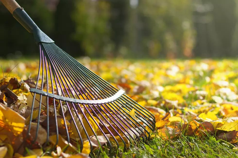 Breaking This Minnesota Leaf Law Could Get You Fined $1,000
