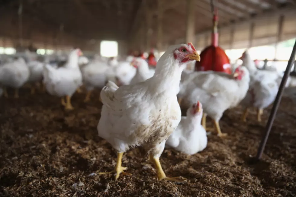 The Dumbest Law In Minnesota Involves Chickens And Ducks