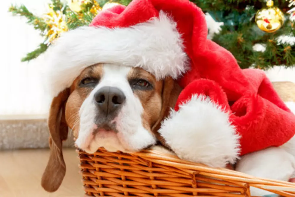 ‘Santa Paws’ Coming To Rochester This Saturday