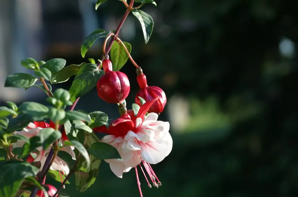 Container Gardening Tips for All Minnesotans