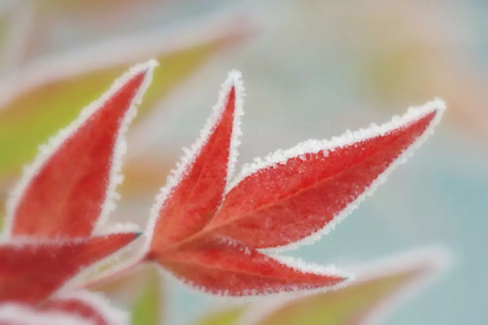 Rochester Could See First Frost of Season Friday Morning