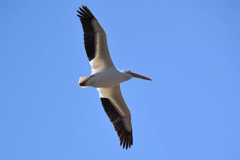 Did You See the Flock of Pelicans in Rochester Last Weekend?
