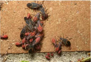 How to Get Rid of Pesky Boxelder Bugs in MN This Spring