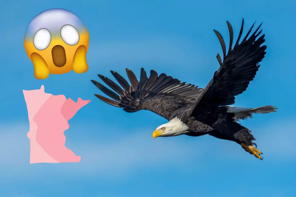 Watch What Happens When An Eagle Attacks A Loon’s Nest On A Lake In Minnesota
