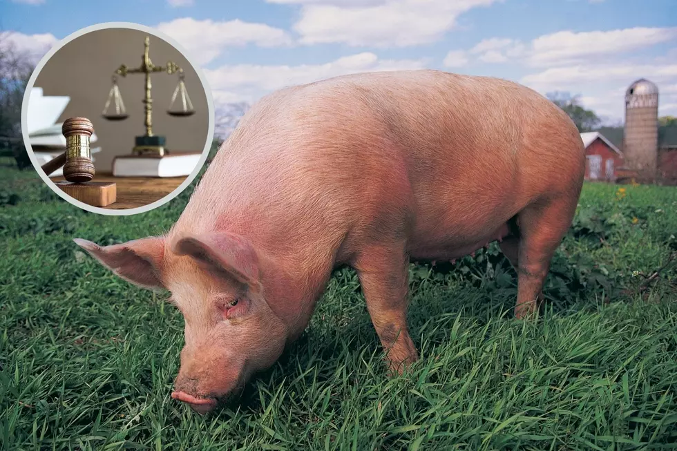 Minnesota Law Involving Pigs Is One of the Weirdest Ever
