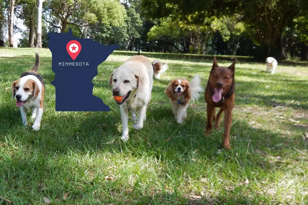 Does Your Family Have the Most Popular Dog in Minnesota?