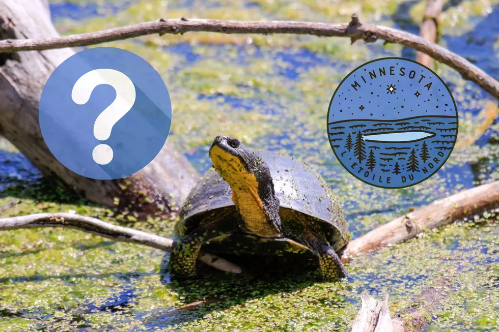 This Turtle Has One Thing All Other Reptiles In Minnesota Don’t