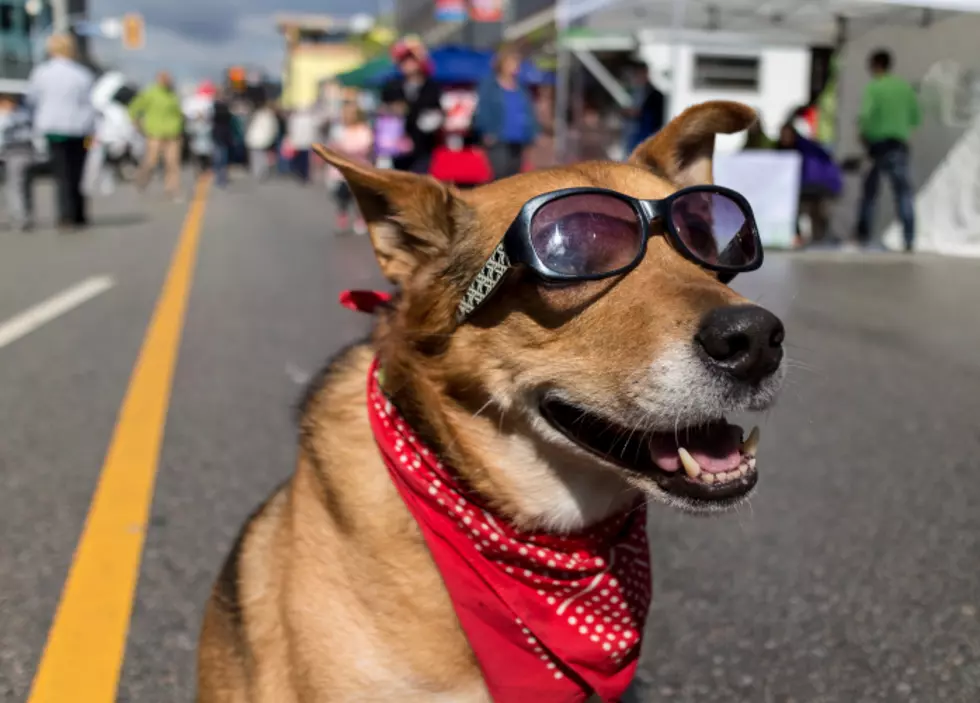 6 Dog-Friendly Events in Minnesota That Will Make Tails Wag