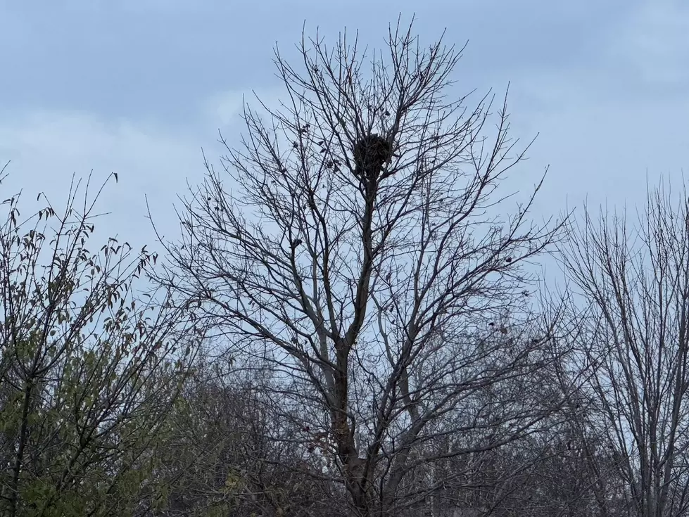 We Now Know What That Big Ball of Leaves In Your Tree Is in Minnesota