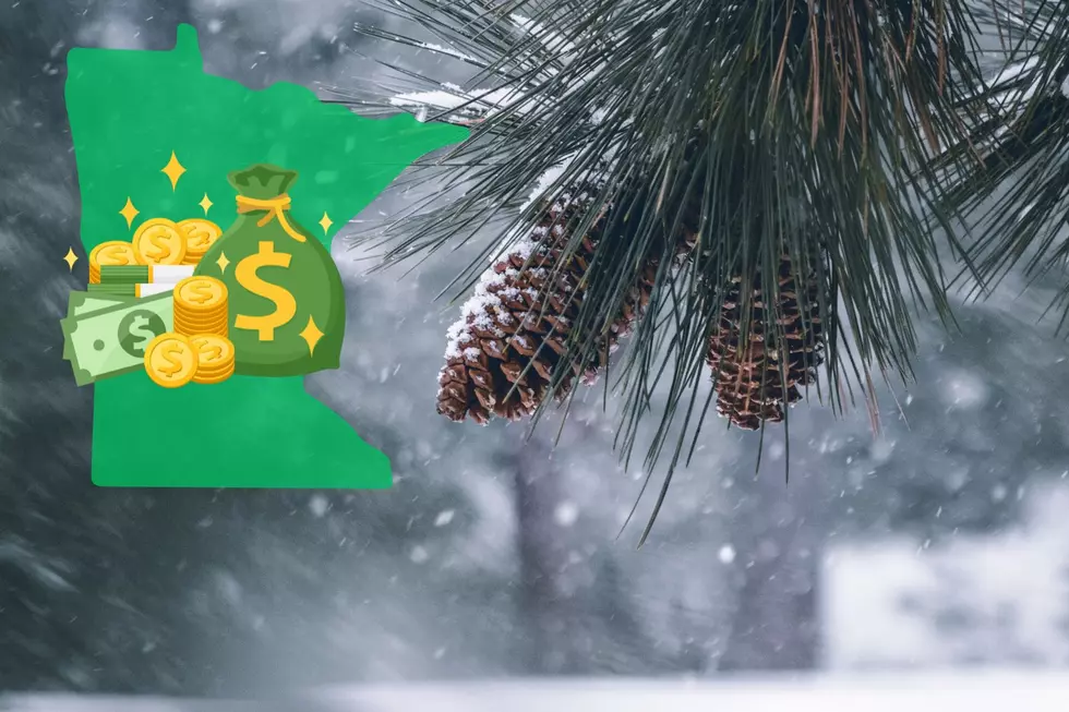 Pine Cones in Your Yard? Here’s How to Turn Them Into Cash Right Now in MN