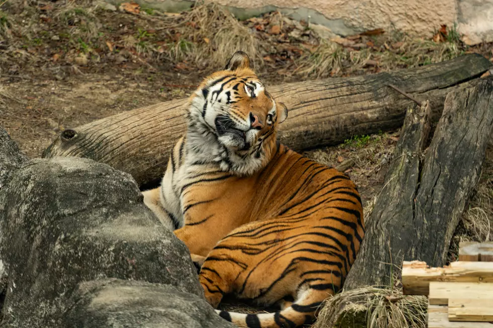 Did You Know This Minnesota Zoo is One of the Largest in America?