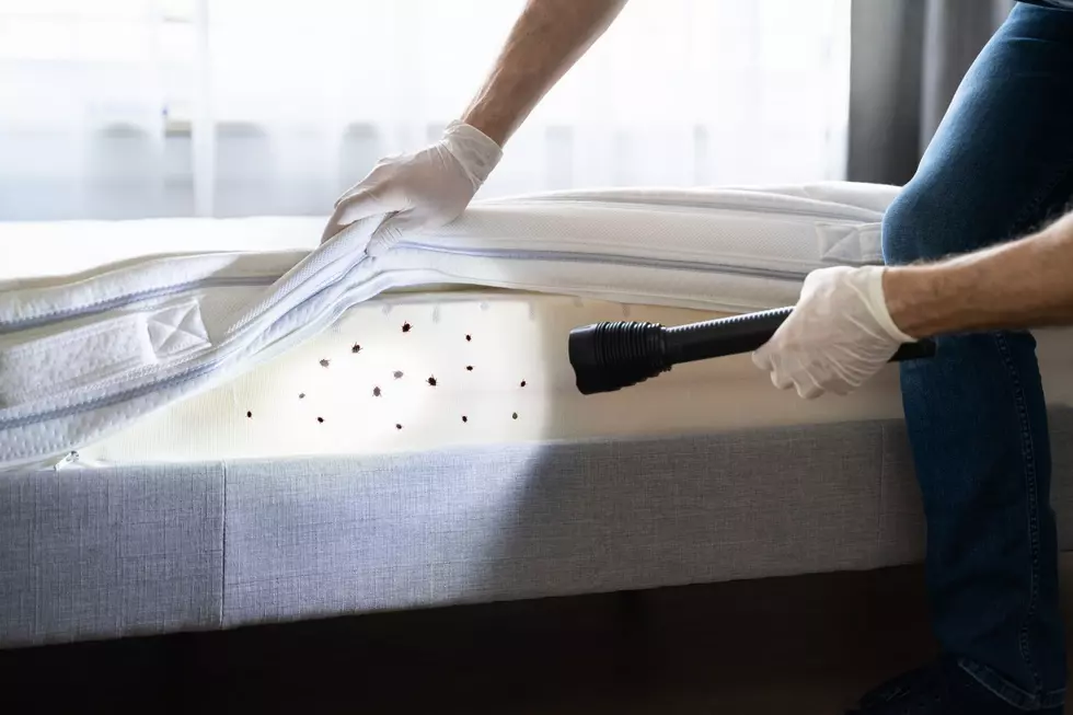 Minnesota City Now Among Most Bed Bug-Infested Places in U.S.
