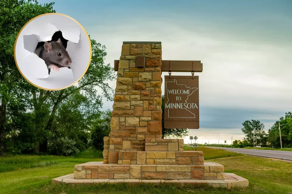 Rats in MN? This City Now Ranked Among Nation’s Worst