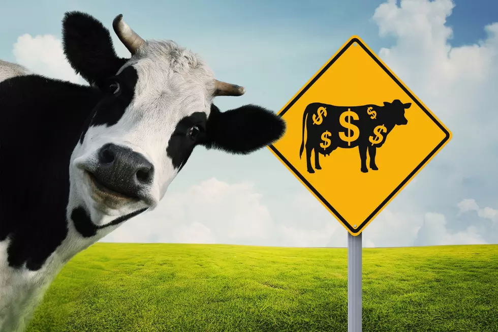 The Quick Country Cash Cow is Giving Away Thousands This Fall!