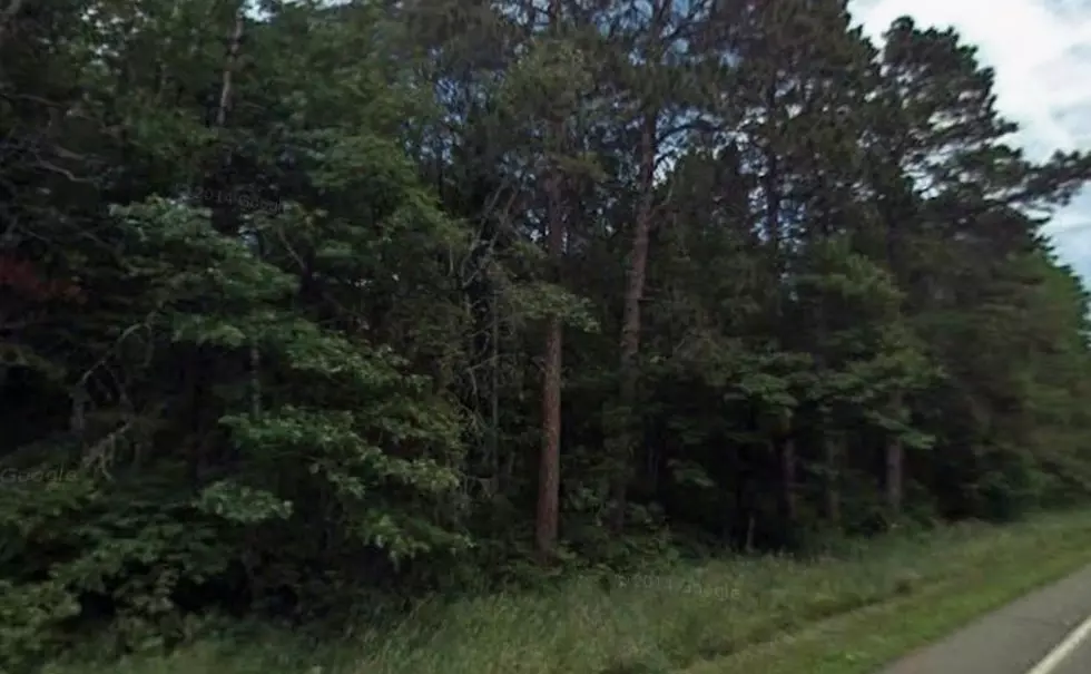 A Small But Powerful Ally Just Joined Minnesota’s Battle For Forests