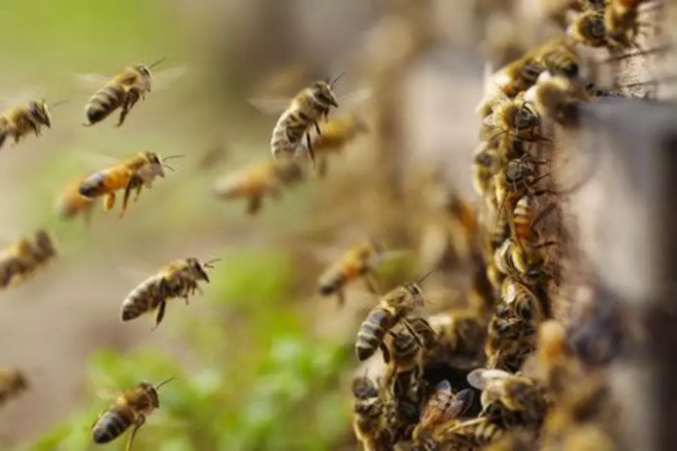 Why Wasps Are Now Swarming Minnesota This Year