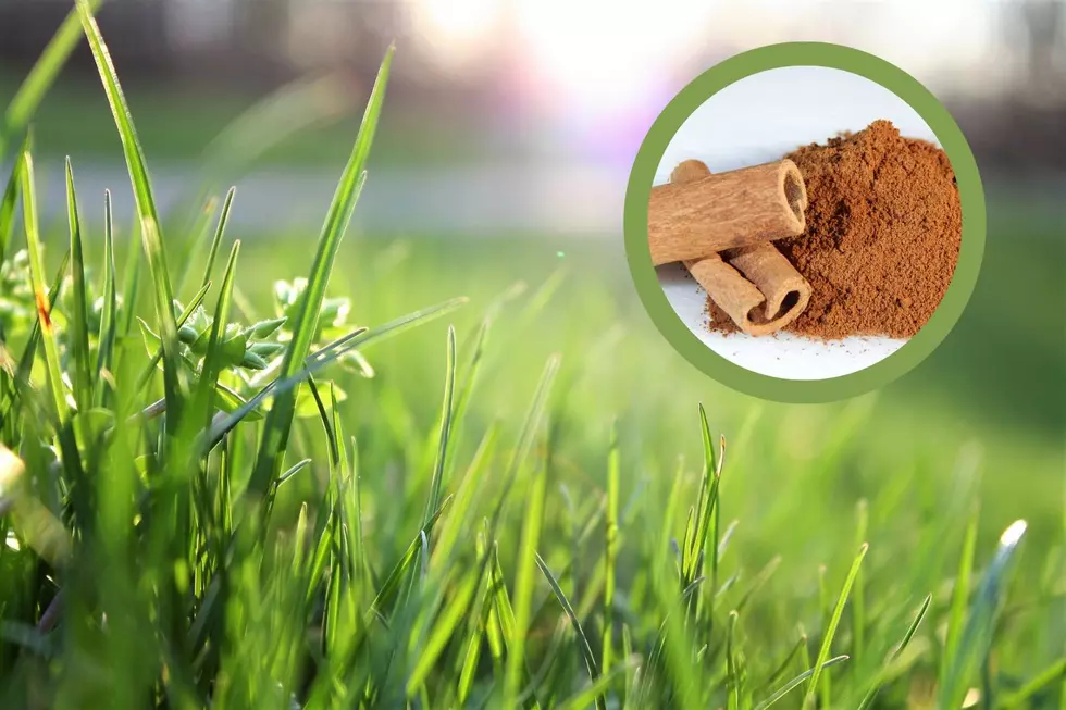 Minnesotans Are Now Trying This Unexpected Cinnamon Tip For Their Lawns