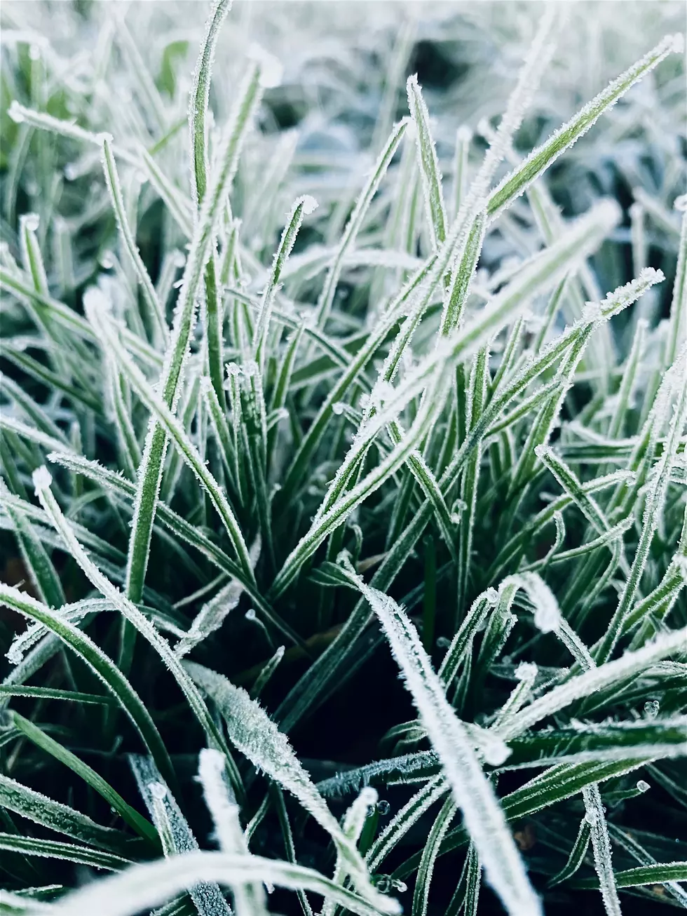 Minnesota’s First Frost: When It Typically Hits Your Area