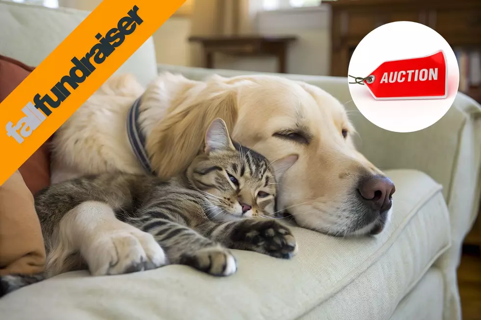 Love Animals? Don’t Miss Paws & Claws Fall Auction In Rochester
