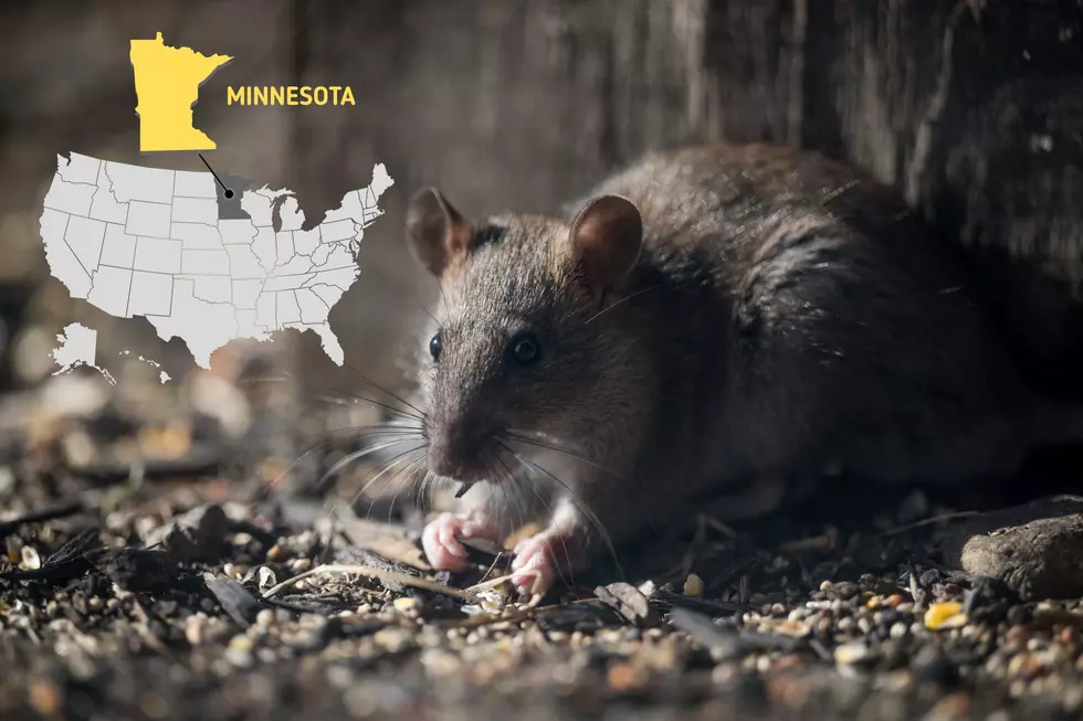 One Of 10 Most Rat-Infested Cities In U.S. Is Now In Minnesota