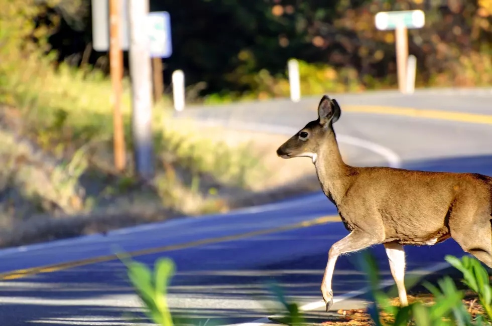Deer Collision Risk Is Highest in These Minnesota Counties