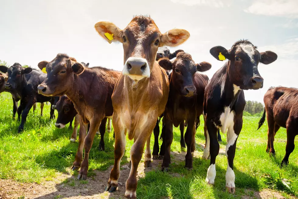 Here’s How You Can Win Cash This Spring With the Quick Country Cash Cow