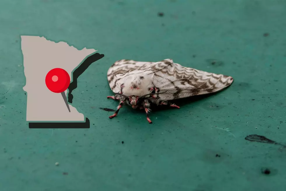 The Gypsy Moth Is Gone—Meet the Spongy Moth, Now Being Targeted in SE MN