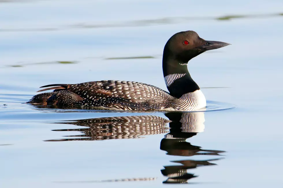 Why Owning a Single Loon Feather Is Illegal in Minnesota